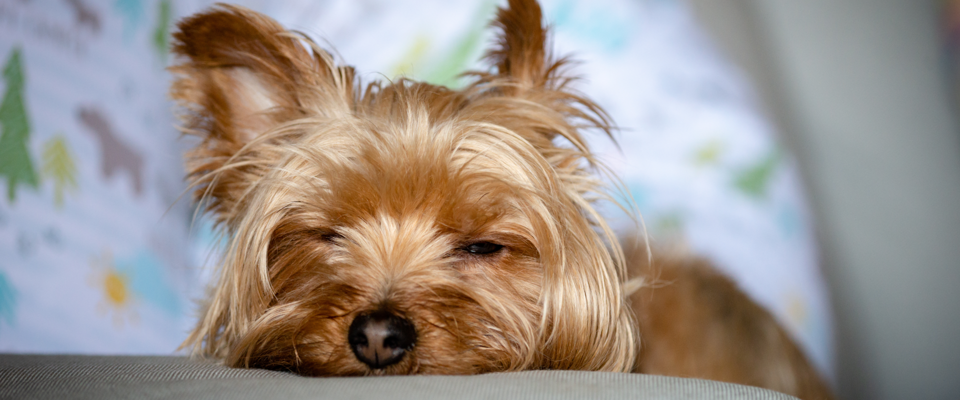 Picture of What is Lethargy in Dogs and When is it an Emergency ...