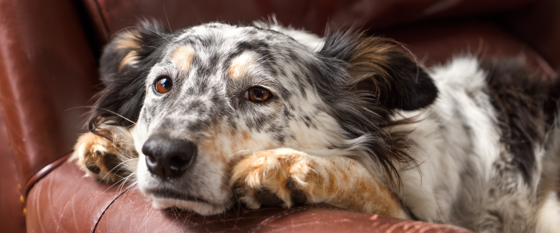View of What is Lethargy in Dogs and When is it an Emergency ...