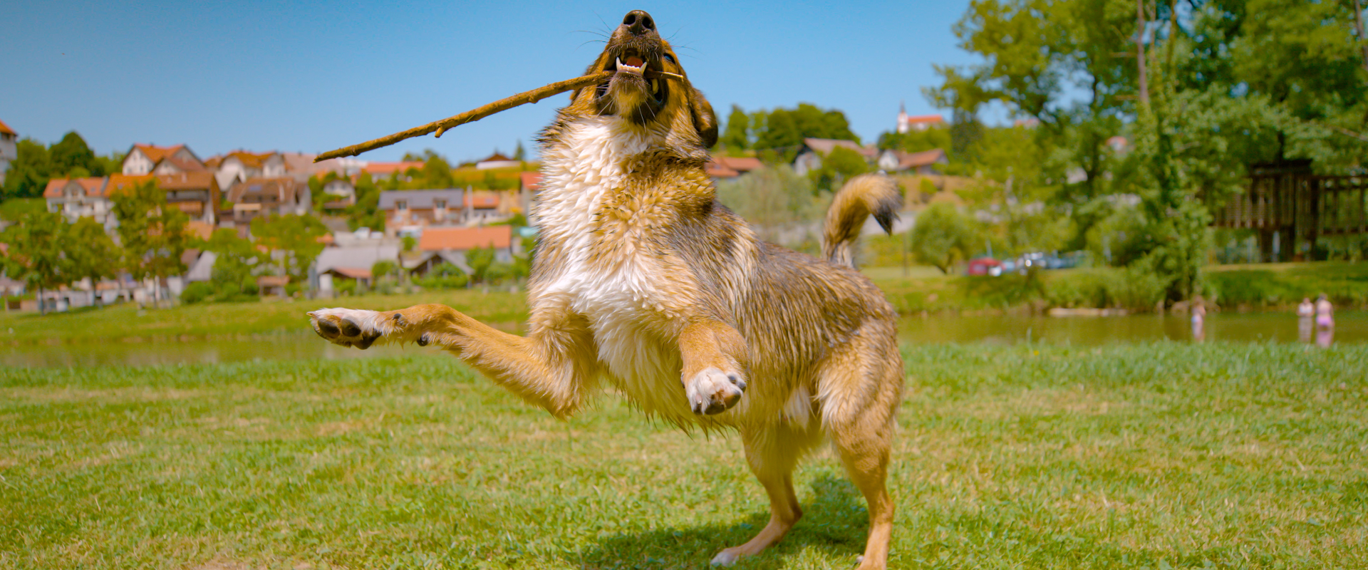 Why do Dogs Wag Their Tails? | TrustedHousesitters.com