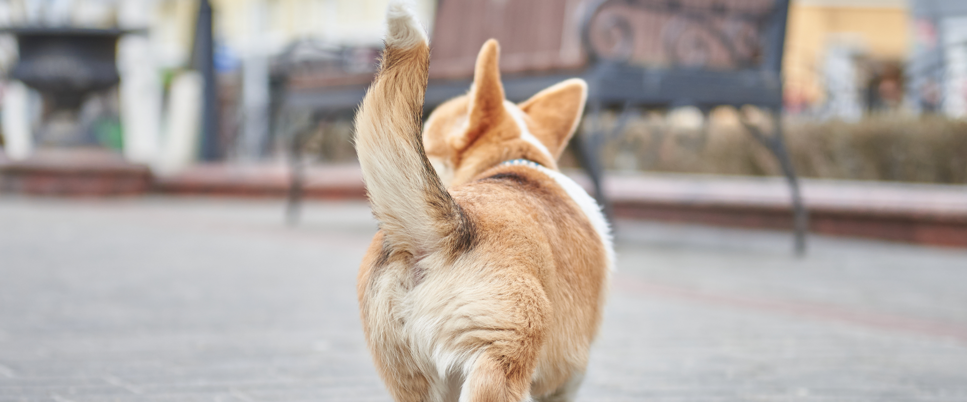 Why do Dogs Wag Their Tails?
