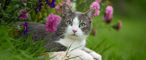 a white a gray cat lying in some flowerbeds looking at the camera from the side