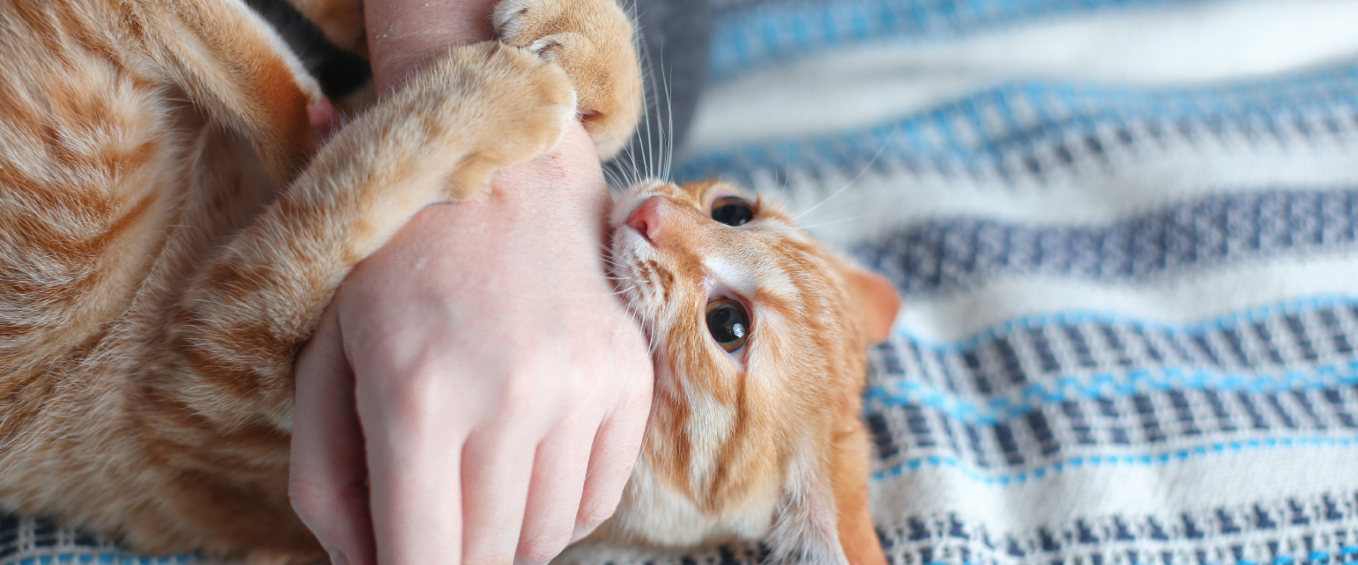 A cat biting their pet parent.