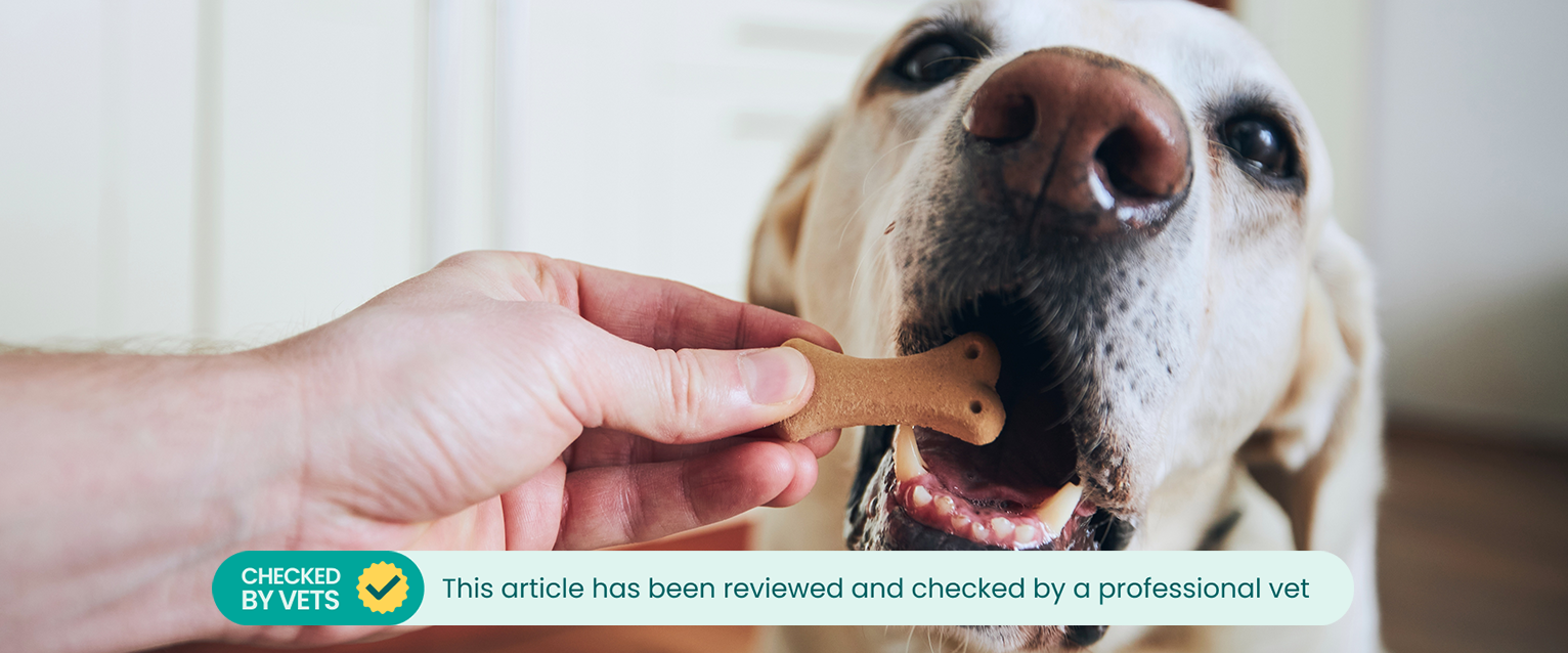 A senior dog eating a dog biscuit. This article has been checked by a vet.