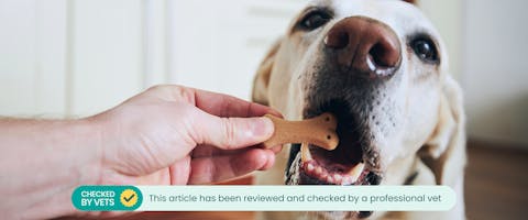 A senior dog eating a dog biscuit. This article has been checked by a vet.
