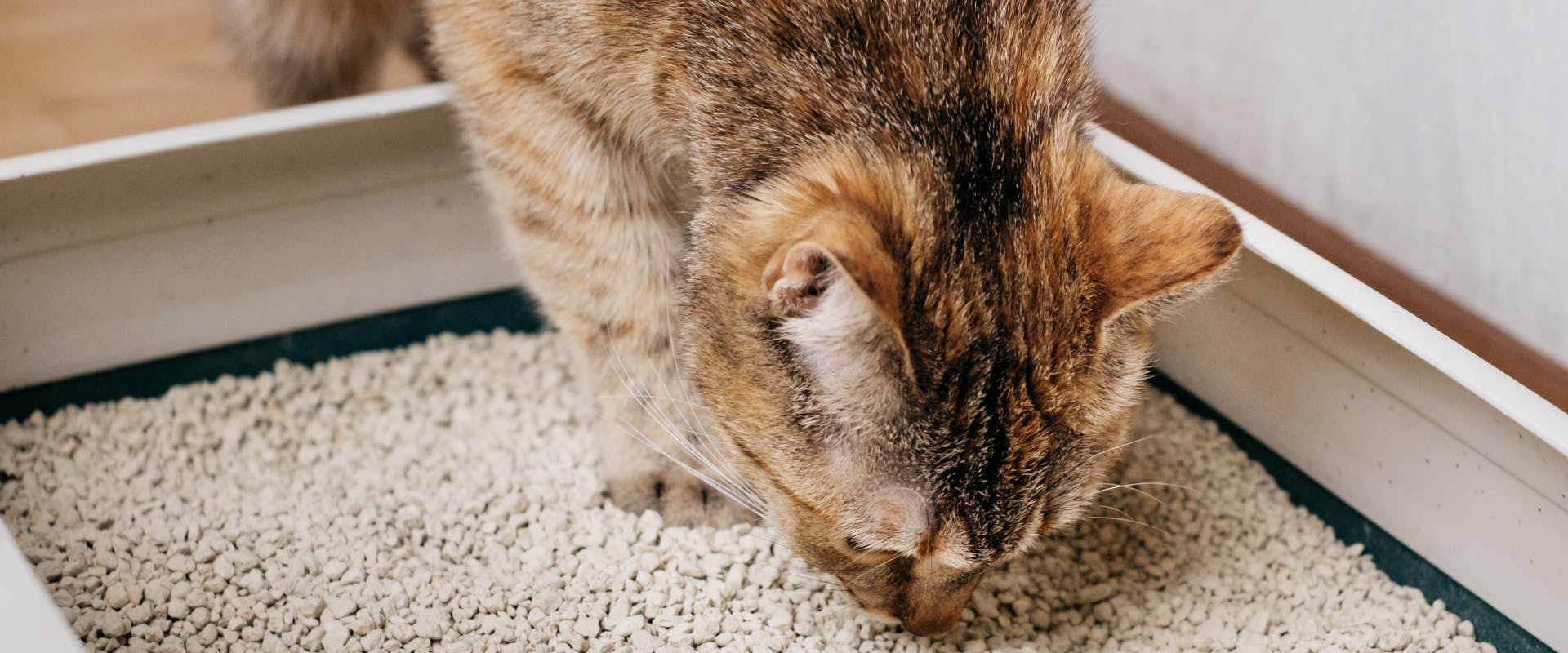 Why do Cats Dig in Their Litter Box? 6 Reasons for This Curious Cat ...