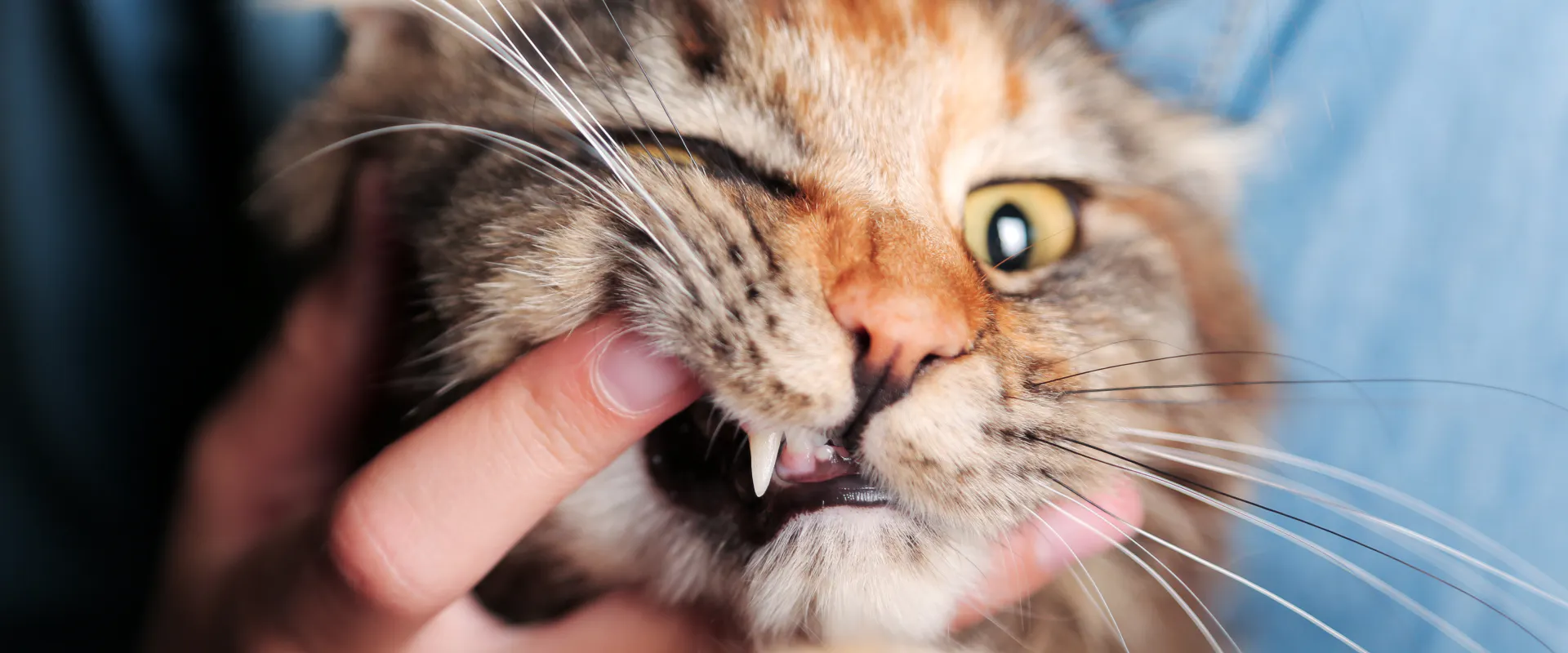 What Is Cat Bruxism cat Grinding Teeth TrustedHousesitters what-is-cat-bruxism-cat-grinding-teeth-trustedhousesitters