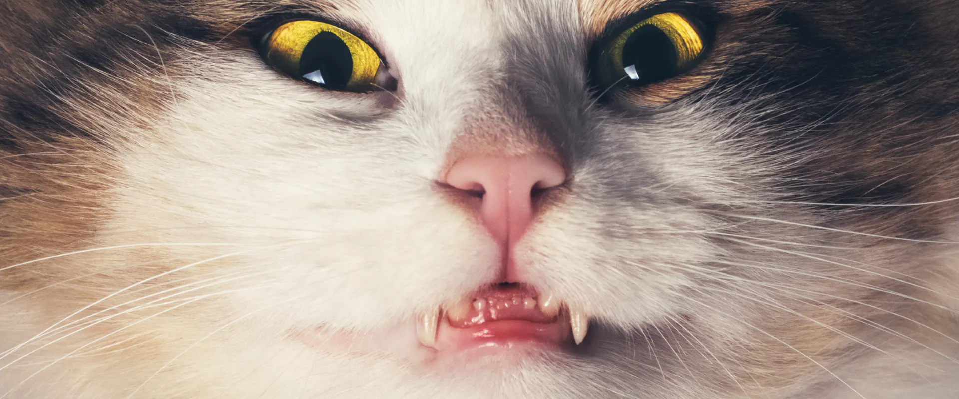 What Is Cat Bruxism cat Grinding Teeth TrustedHousesitters what-is-cat-bruxism-cat-grinding-teeth-trustedhousesitters