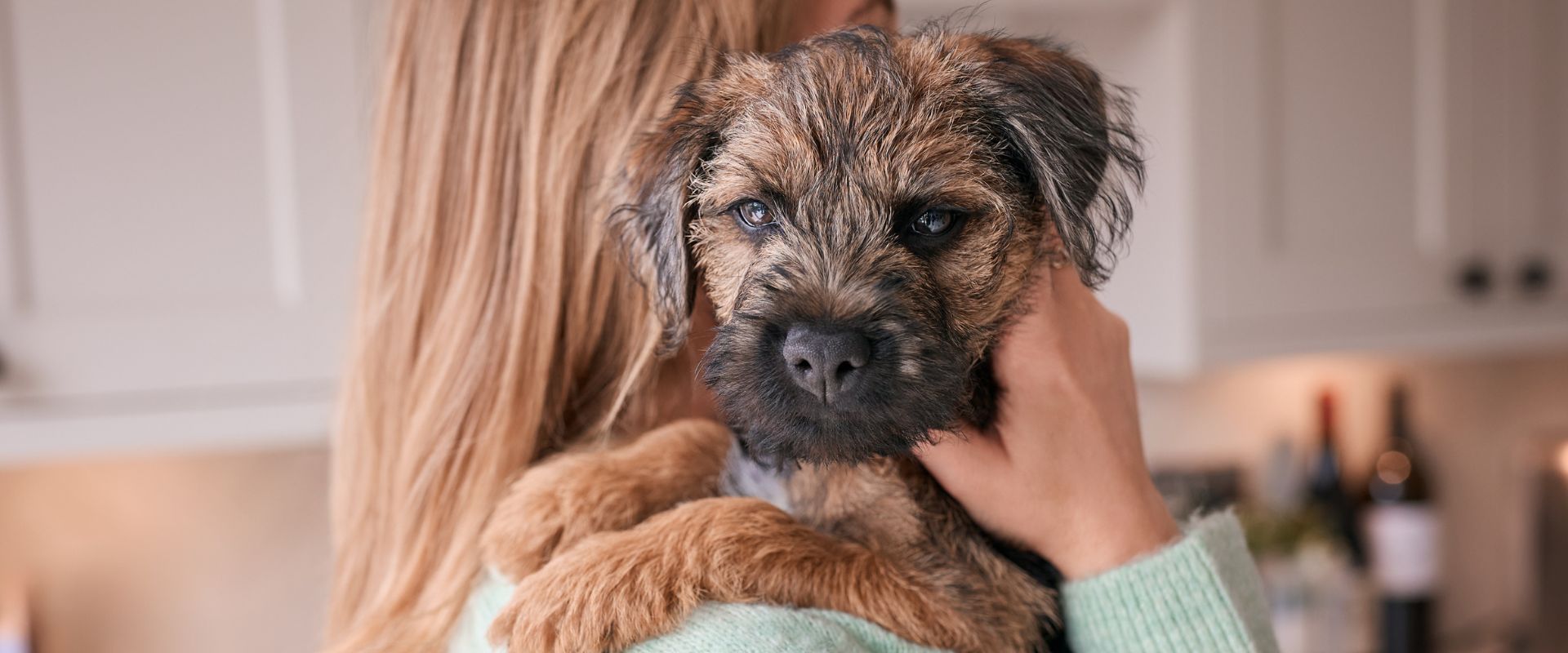 Person gently holding a Border Terrier over their shoulder