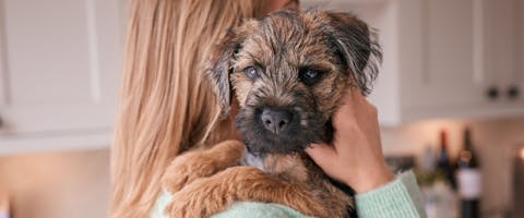Person gently holding a Border Terrier over their shoulder