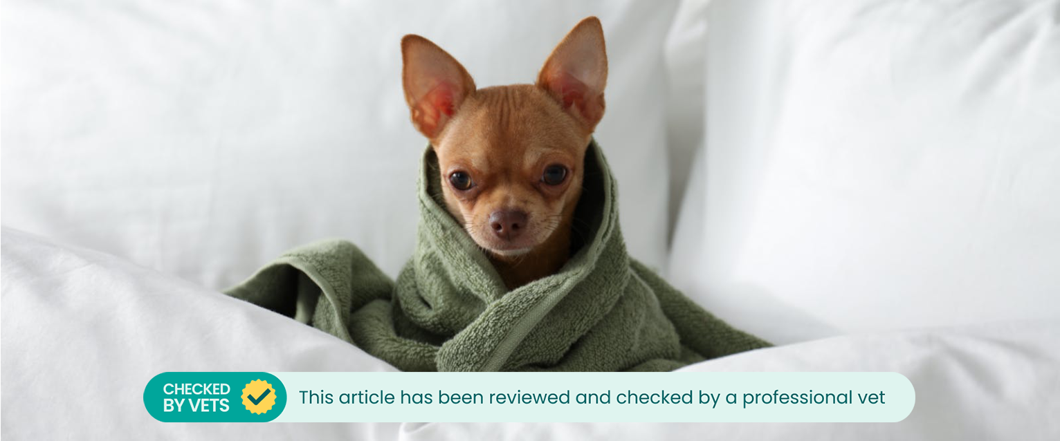 A dog wrapped in an anxiety wrap.