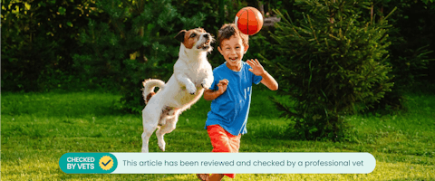 Jack Russell dog and child playing with a ball in a garden.