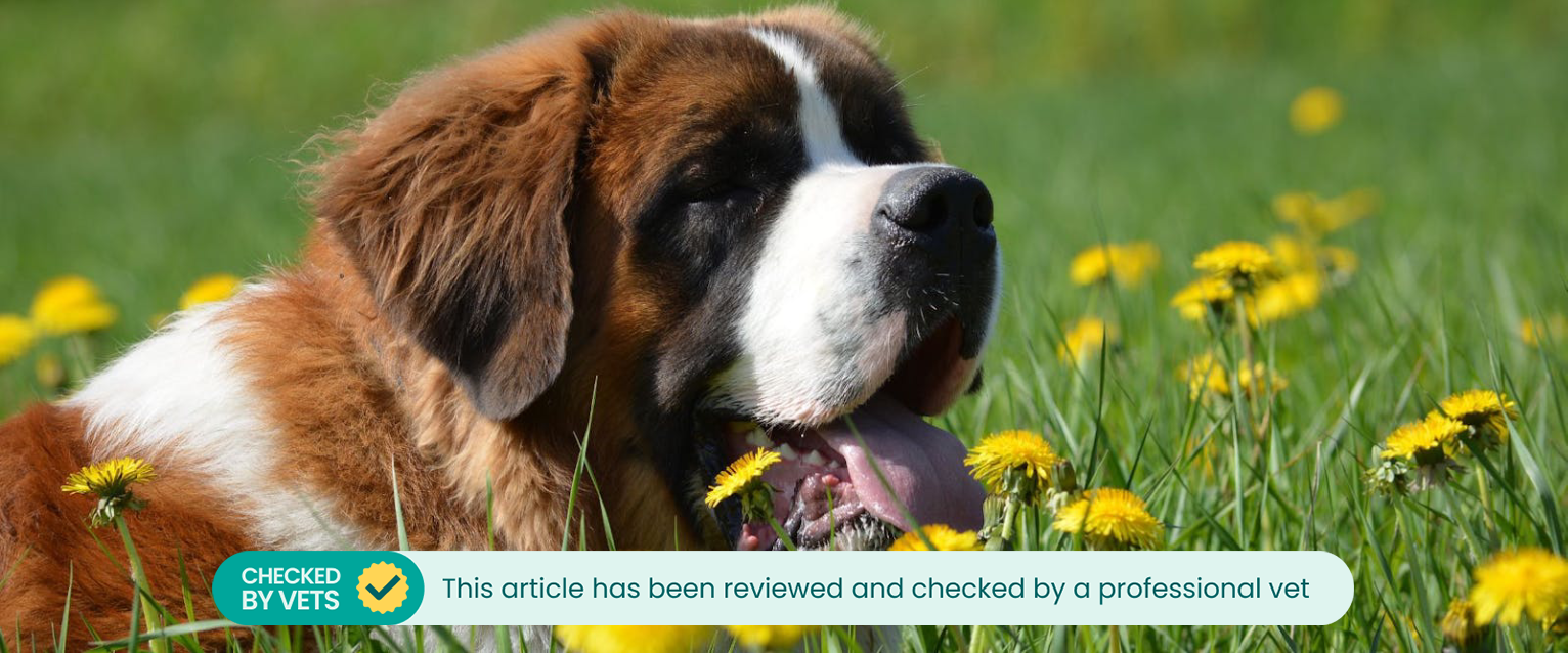 Saint Bernard dog in a field.