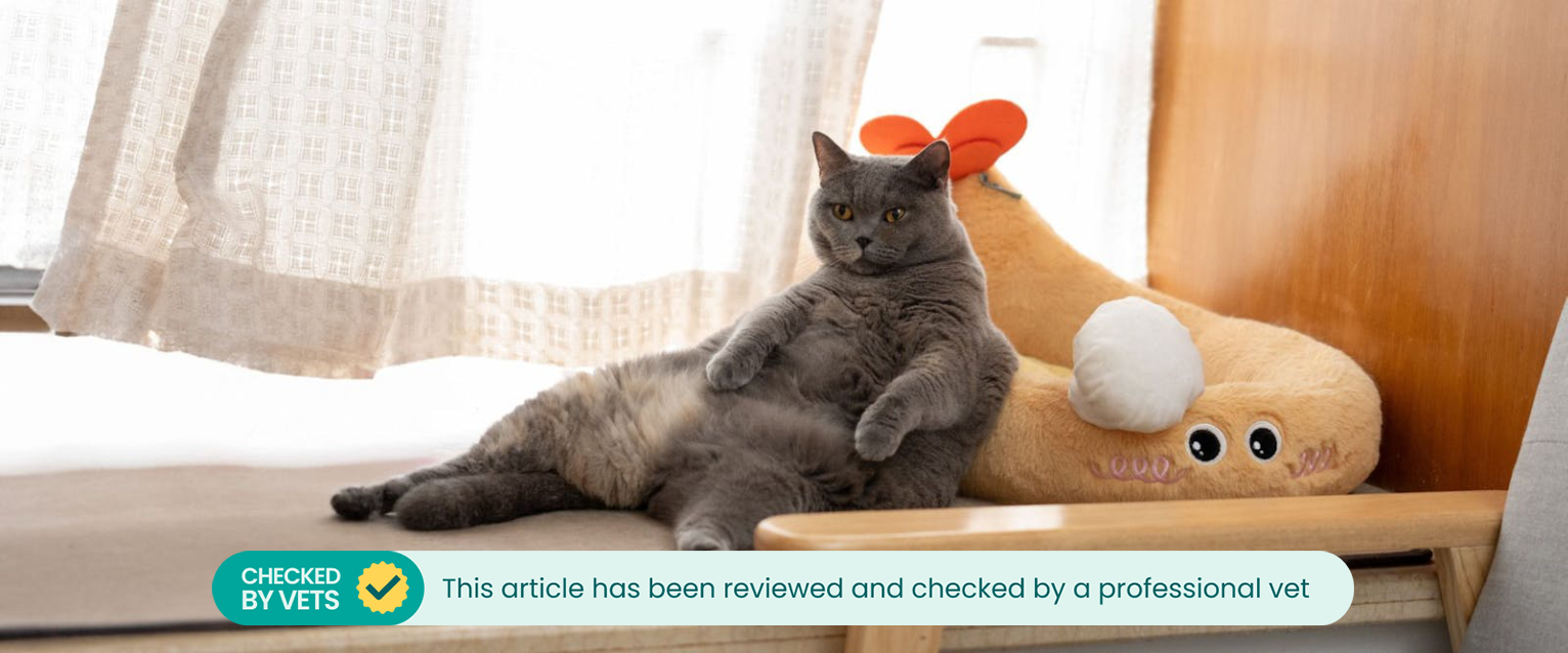 Grey cat relaxing in a cat friendly home on perch