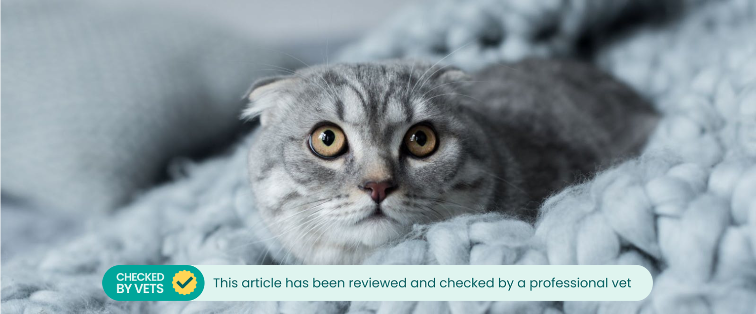 Scared cat on a blanket.