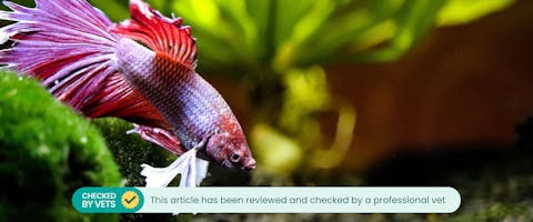 Betta fish in a tank