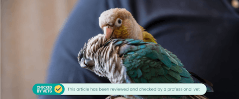 Two pet parrots