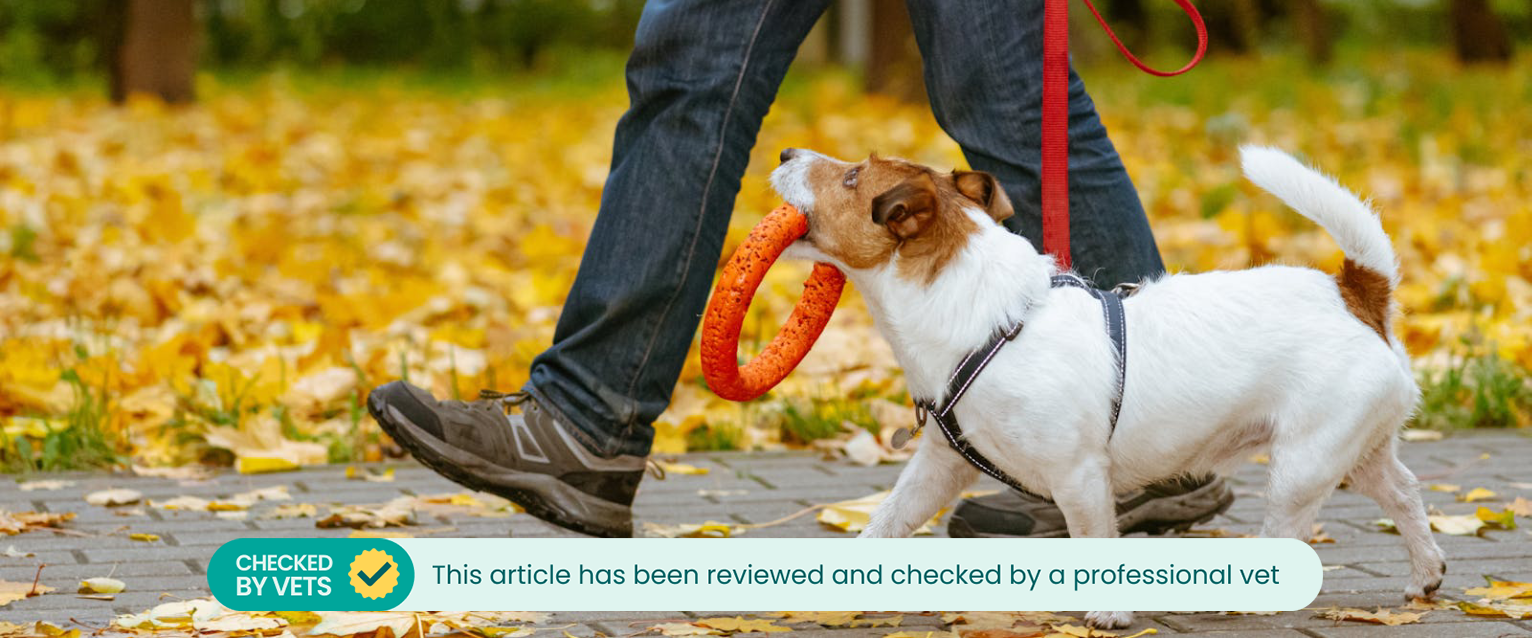 a Jack Russell being walked with a red long leash, harness, and a ring chew toy in an Autumnal park
