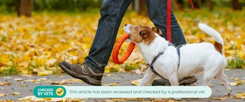 a Jack Russell being walked with a red long leash, harness, and a ring chew toy in an Autumnal park