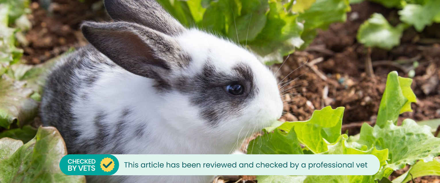 Rabbit eating lettuce in garden.