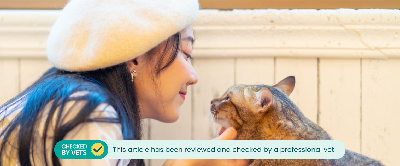 A cat talking with their owner.