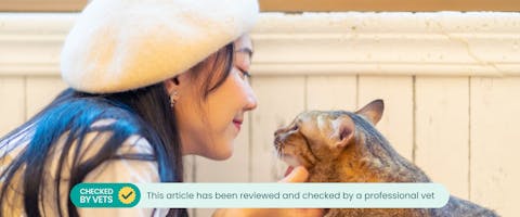 A cat talking with their owner.