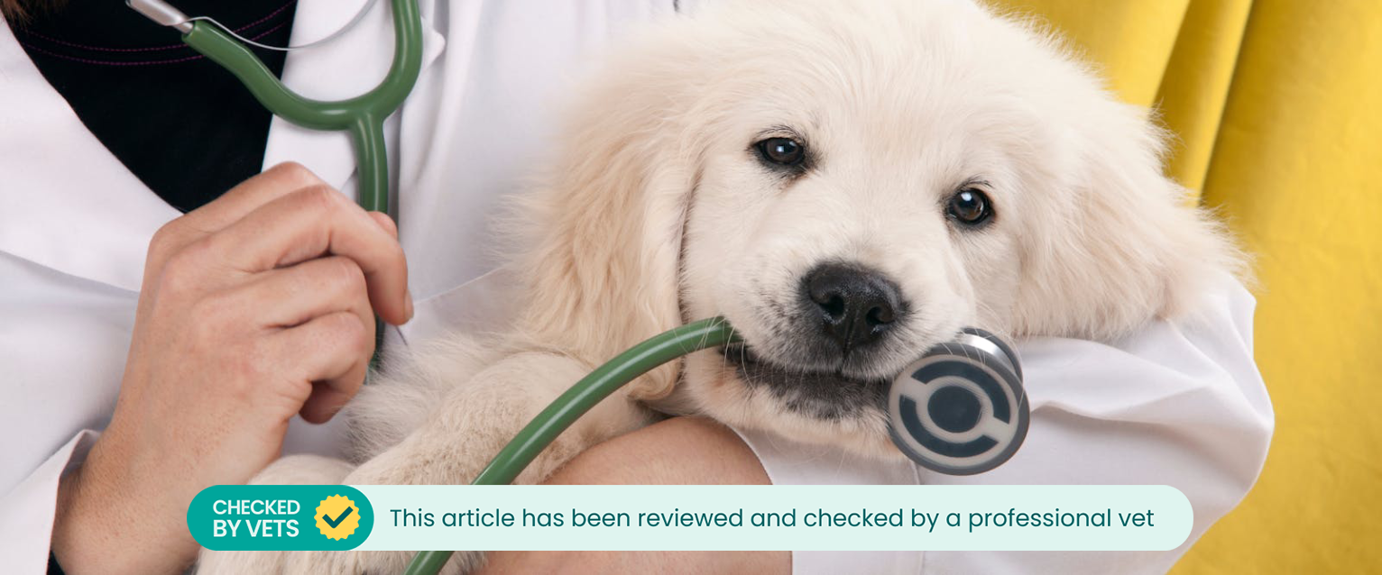 A dog being held by a vet.