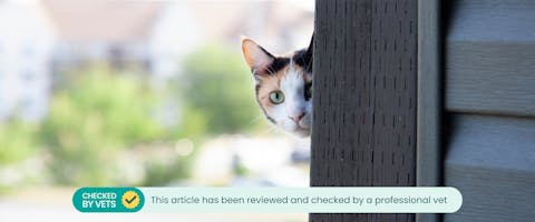 a shy cat with a calico coat peeking its head out from behind a dark wooden shed