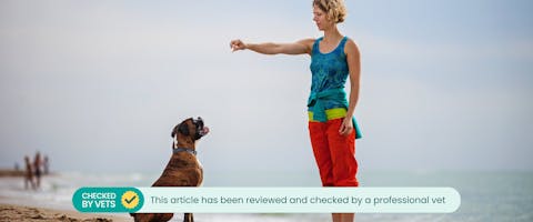 Pet parent training her dog with dog training hand signals on a beach.