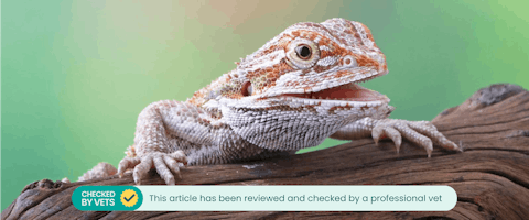 Bearded dragon.