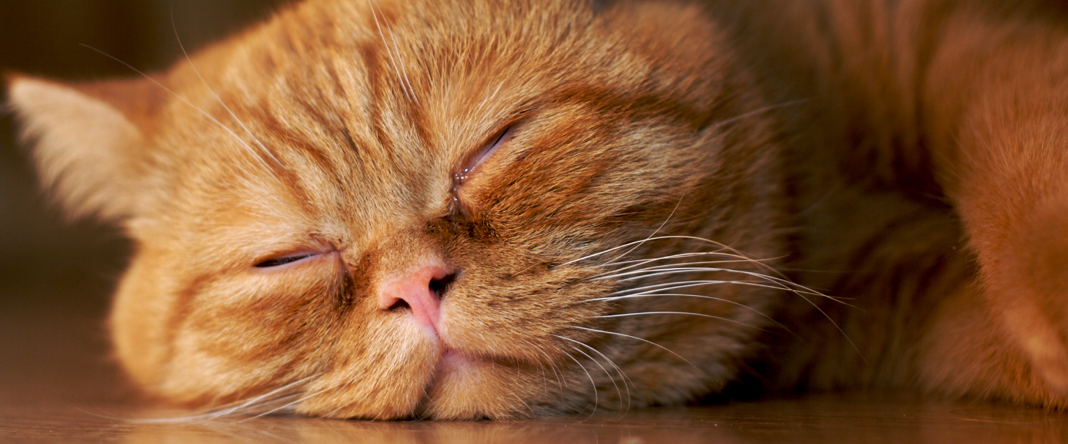 A ginger cat sleeping and snoring.