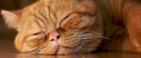 A ginger cat sleeping and snoring.