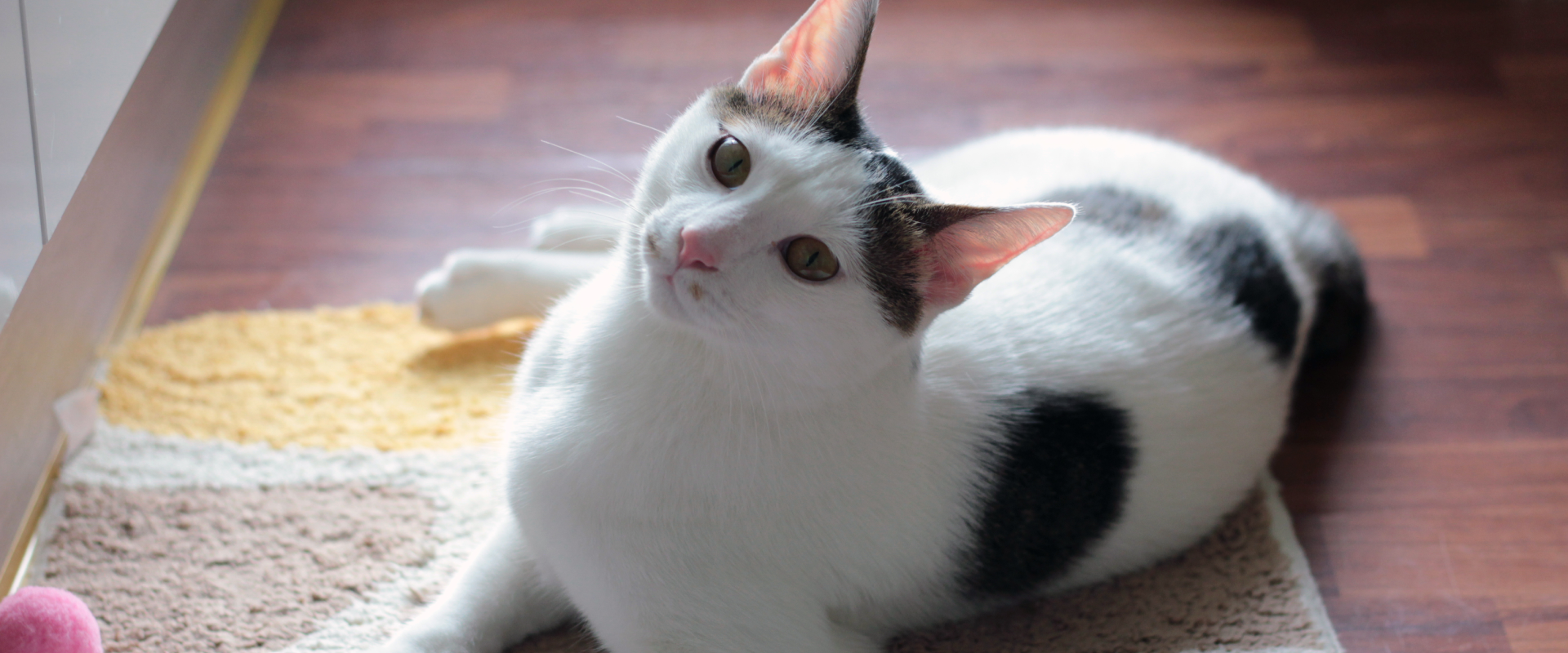 a playful black and white cat looking at the camera and lying on a kitchen mat