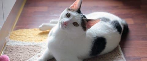 a playful black and white cat looking at the camera and lying on a kitchen mat