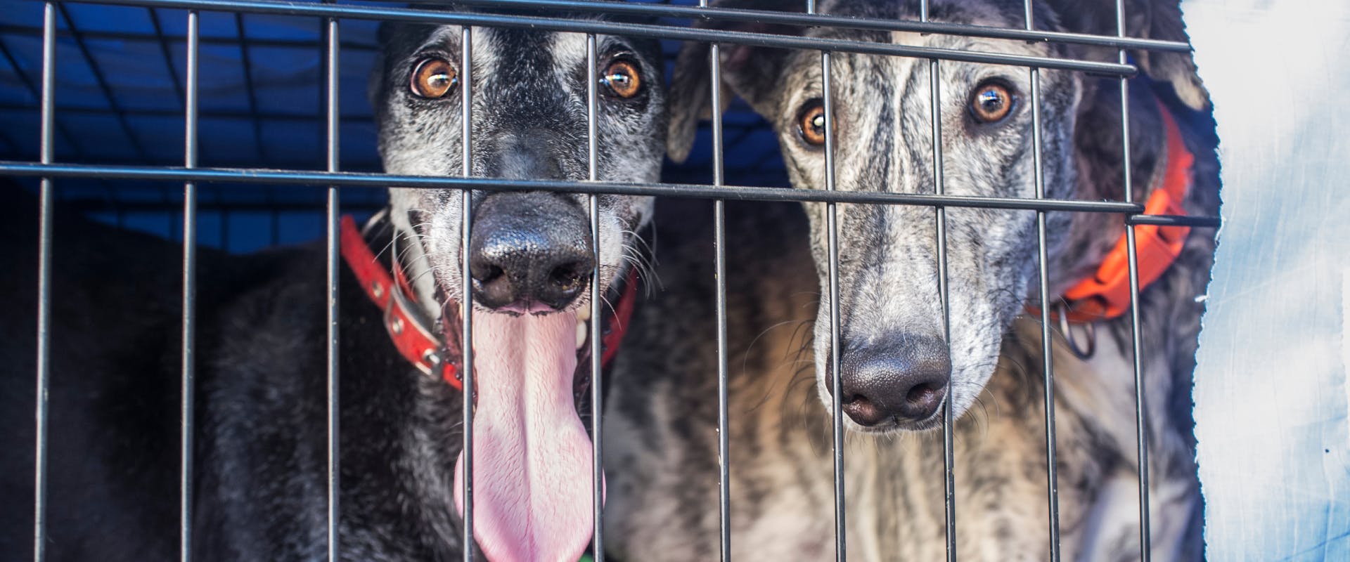 two large dogs in a metal travel dog crate