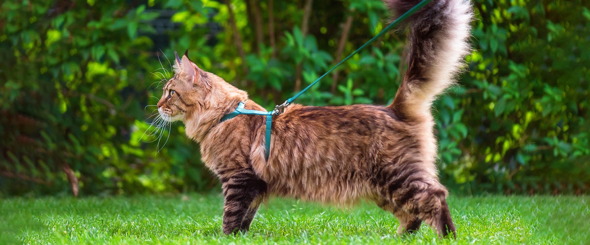 A large fluffy cat standing on some grass, wearing a bright green cat harness