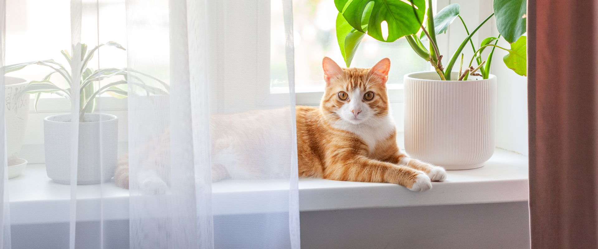 ginger and white cat lying on a windowsill