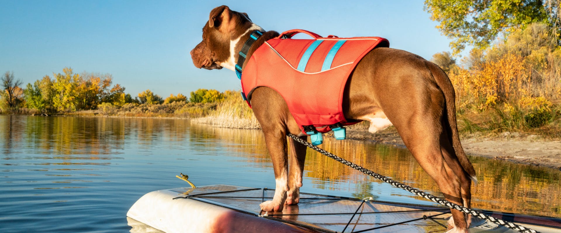 Dog riding a paddle board on a river whilst wearing a dog life jacket