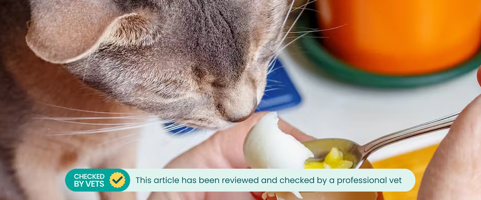 Are Boil Eggs Good For Dogs And Cats