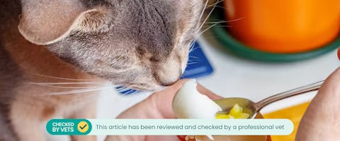 Can cats eat eggs? A cat sniffing at a hard boiled egg