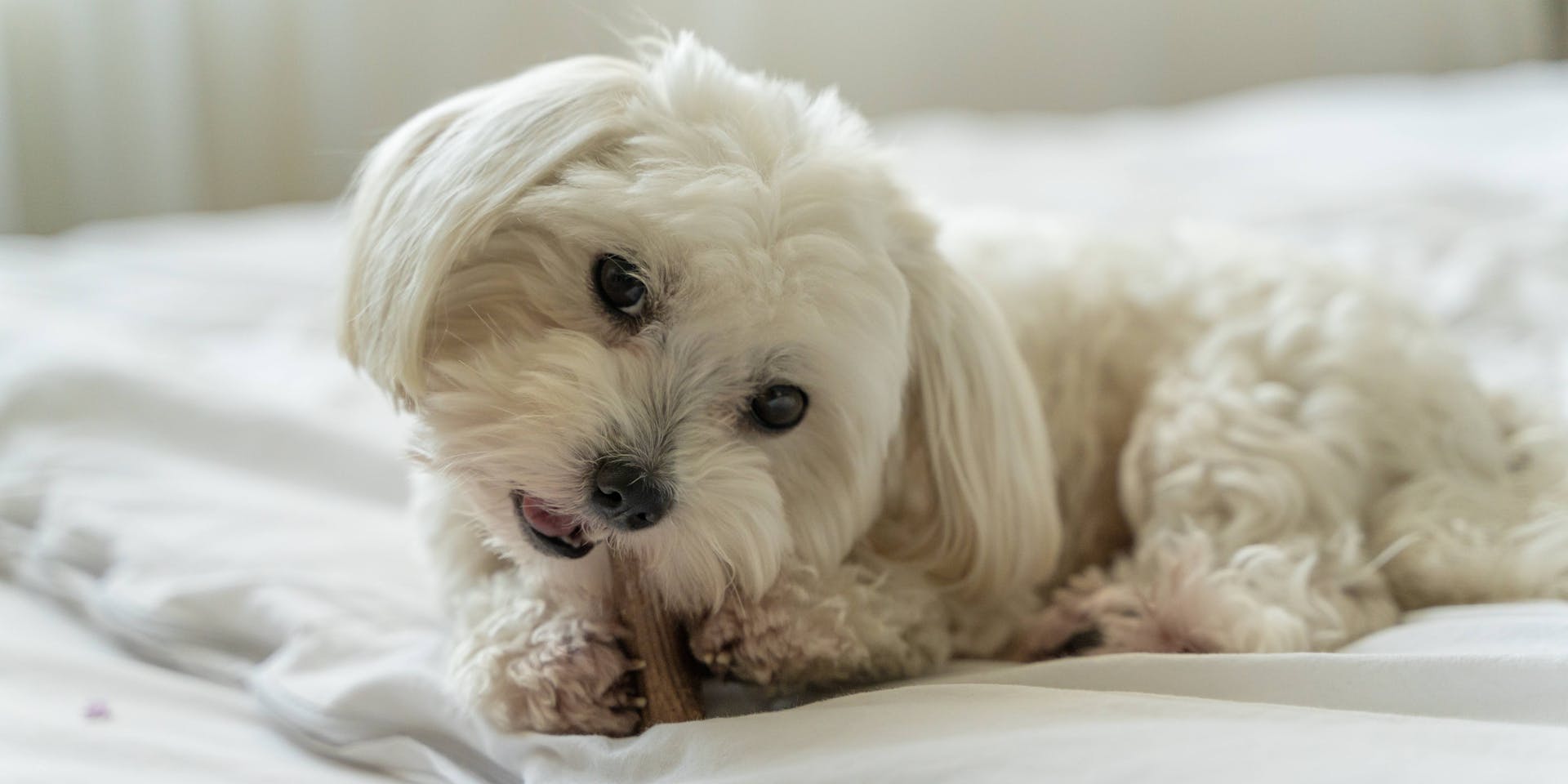 A white dog chewing a treat on a bed.
