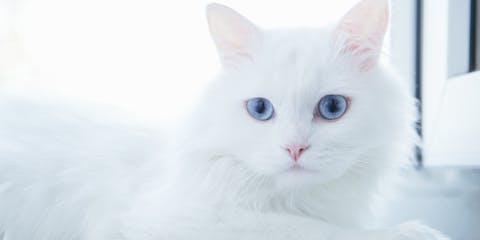 White long haired cat with blue eyes sitting in a bright room.