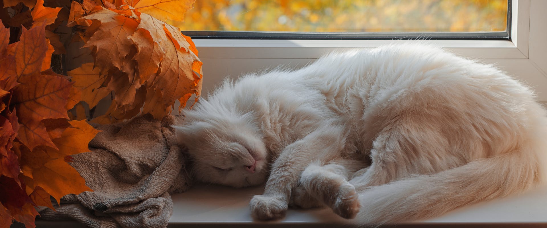 white long haired cat sleeping in a windowsill next to a pile of fall leaves