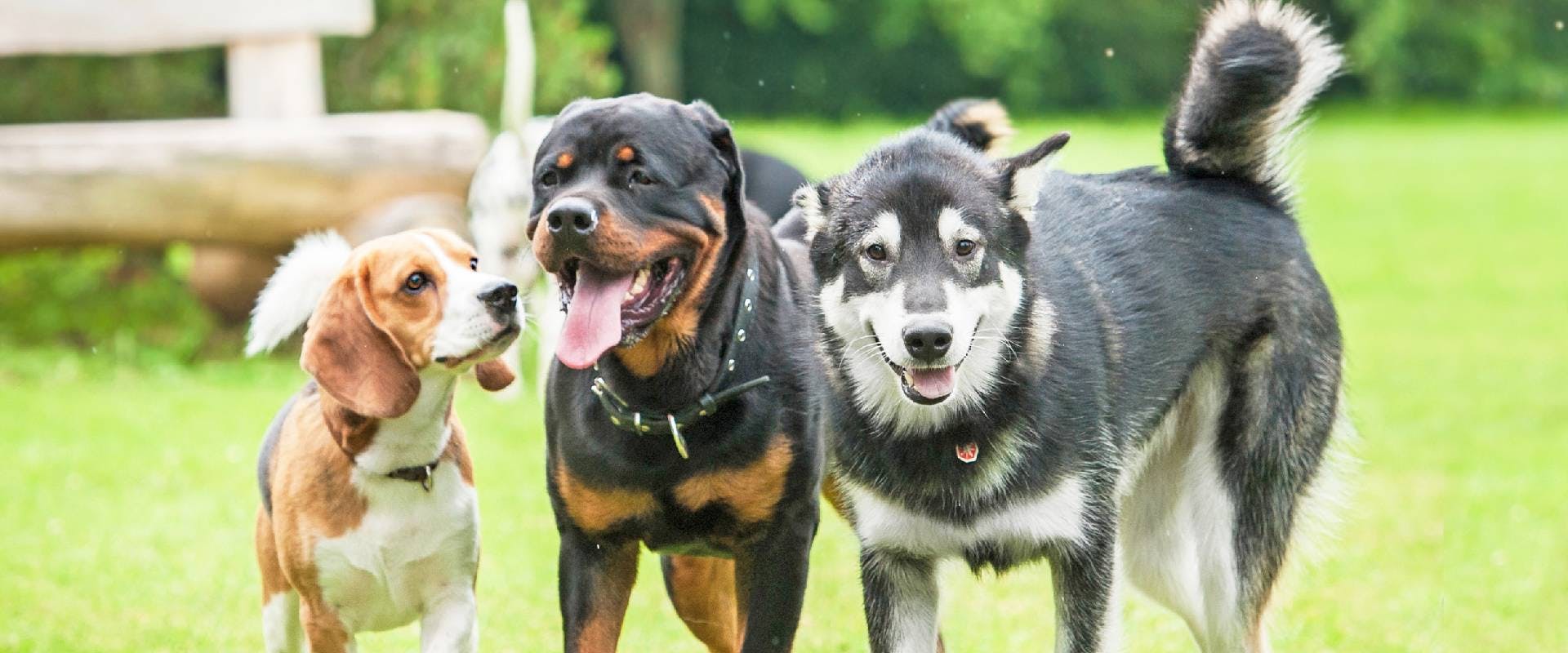 A beagle, Rottweiller and a wolf dog
