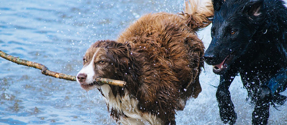 Dogs playing fetch in water. 