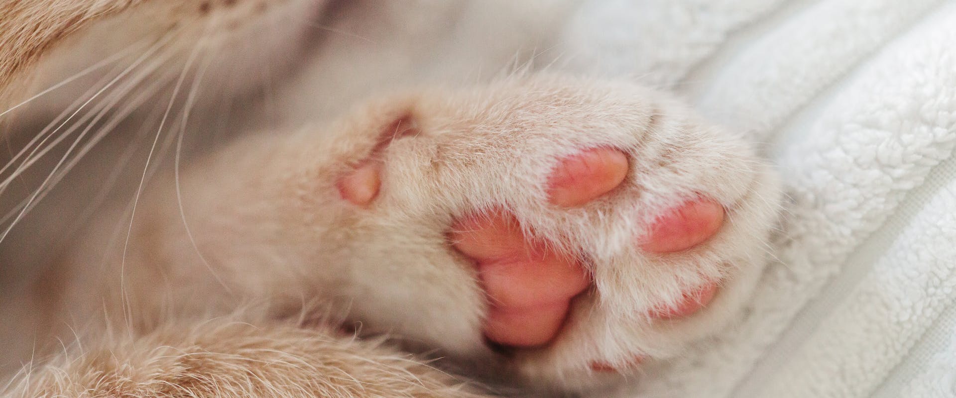 a close up of a cat's white paw and toe beans