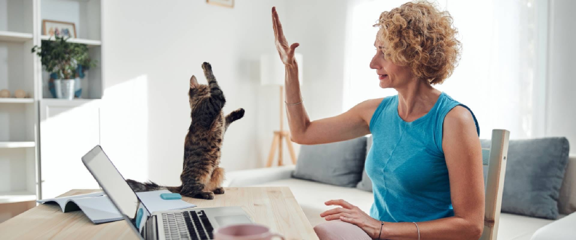 Person high fiving a cat