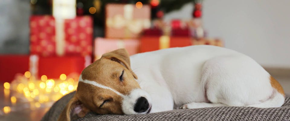 Jack Russell sleeping in front of a festive background
