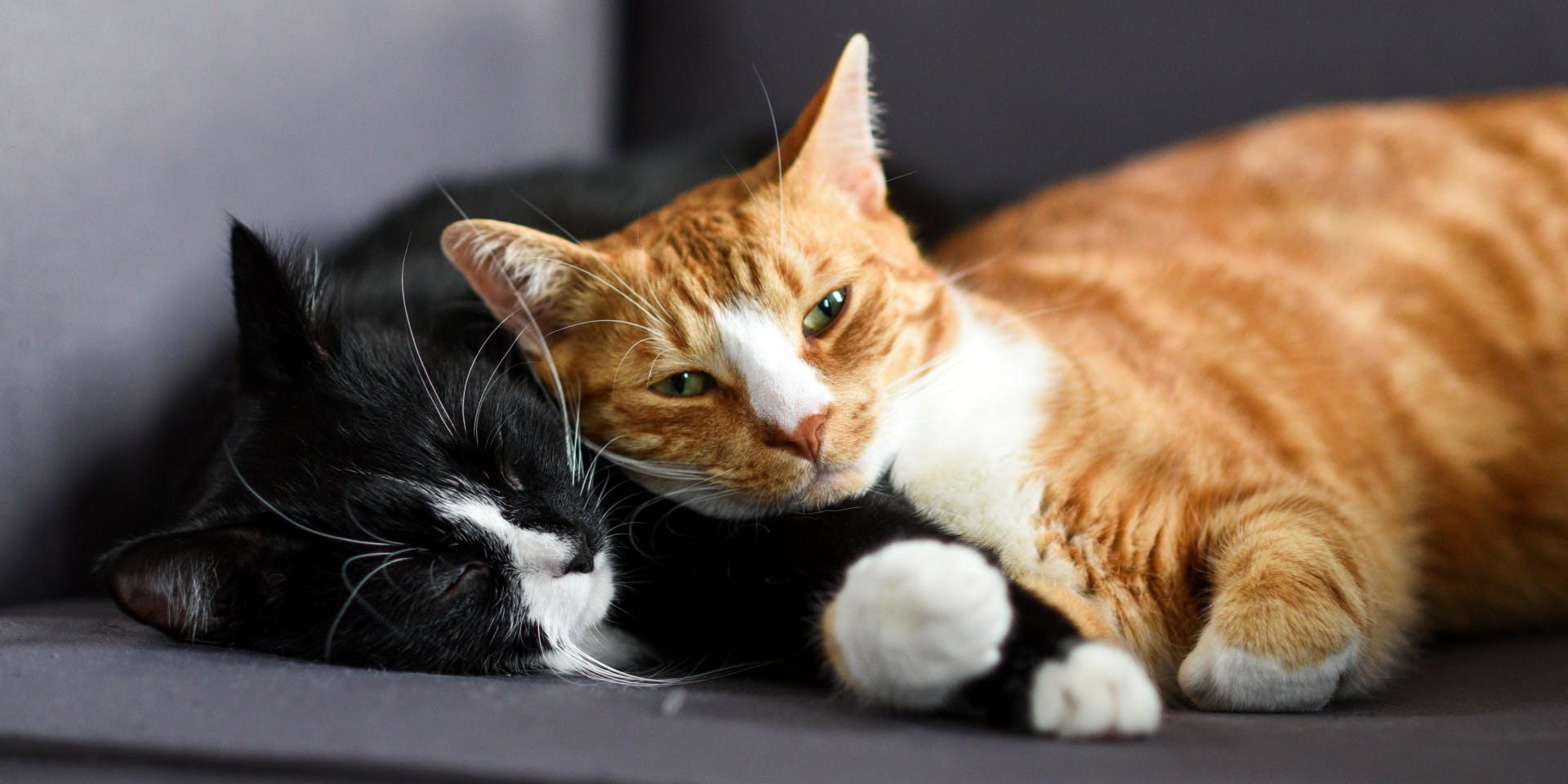 A black cat snuggled up next to an orange cat.