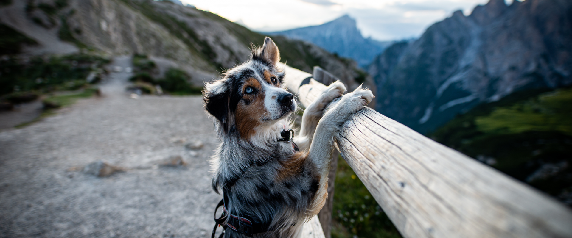 Australian shepherd on a hike wearing a dog hiking harness.