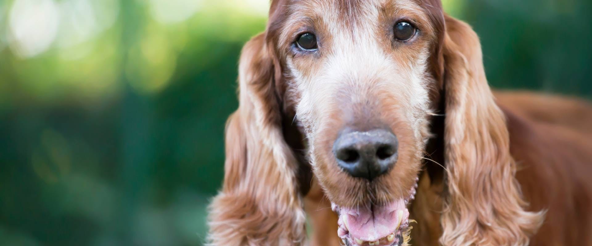 Close-up of a senior Spaniel dog